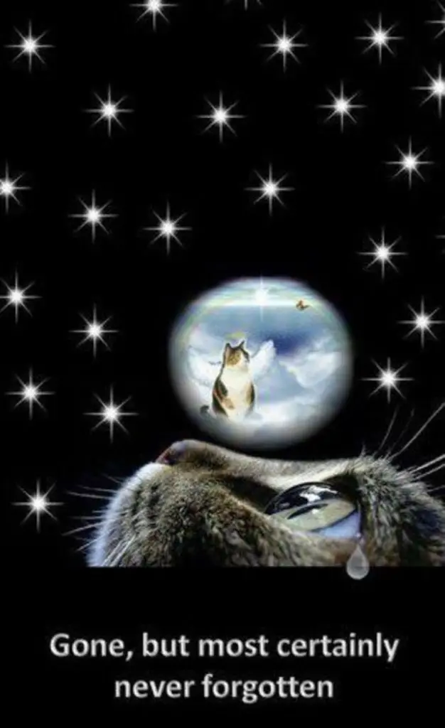 Condolence image of Für Timmy und Mama Tanja♥️