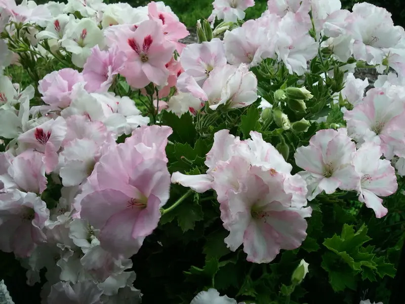 Condolence image of Anja mit Maja im ༺❤️༻