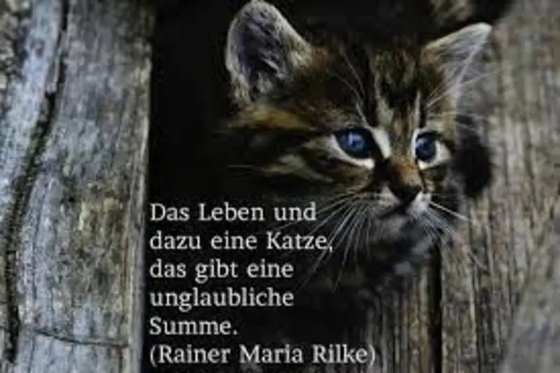 Condolence image of Flash immer im Herzen  ❤️❤️