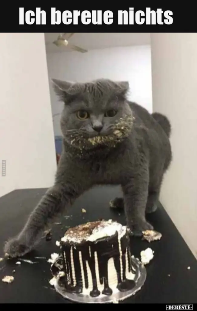 Condolence image of Von Gatita&Timmy,Schnuffi,Mausi,Hope an Katzenmutti Tanja