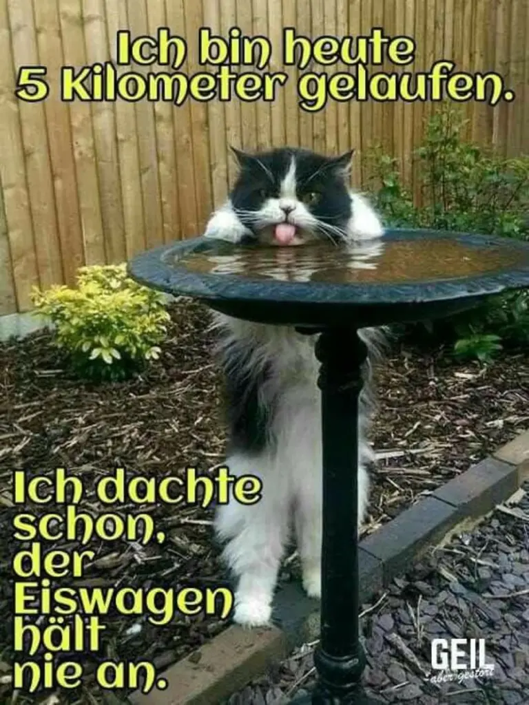 Condolence image of Von Gatita&Timmy,Schnuffi,Mausi,Hope an Katzenmutti Tanja