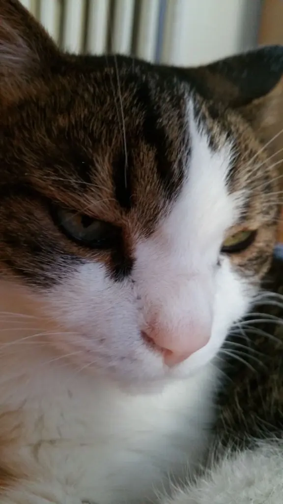 Condolence image of Von Deinem Frauchen Tanja