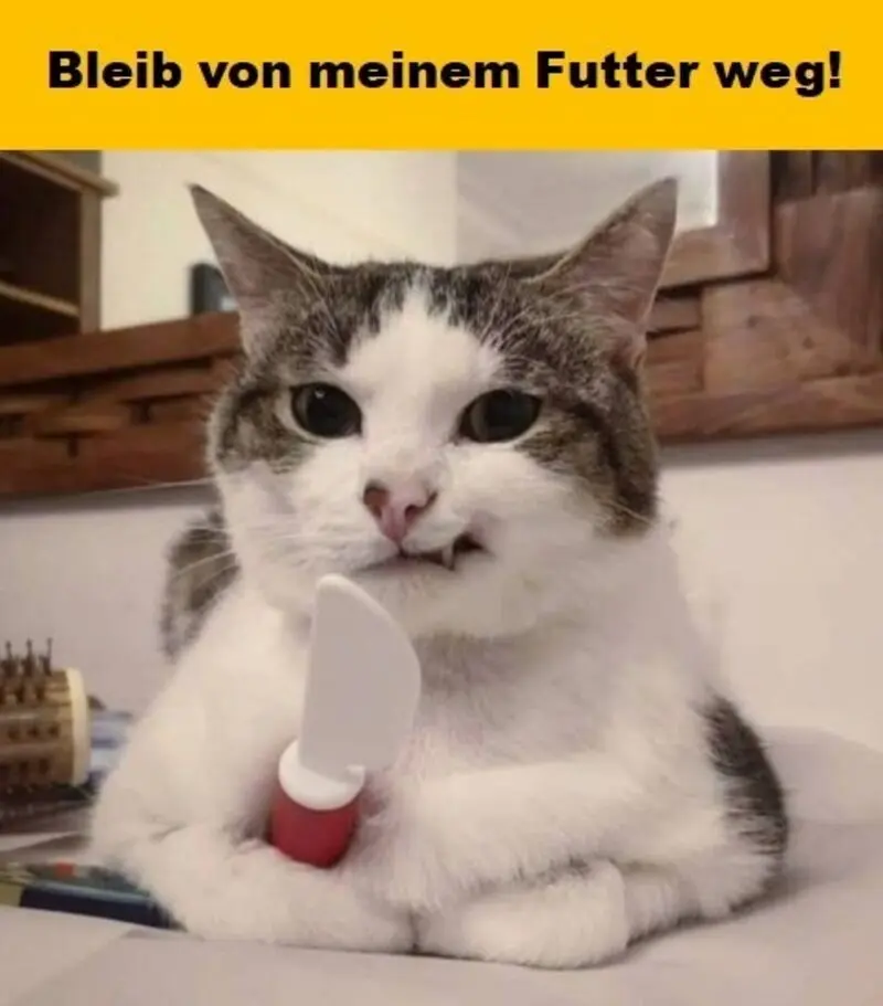 Condolence image of Von Gatita&Timmy,Schnuffi,Mausi,Hope an Katzenmutti Tanja