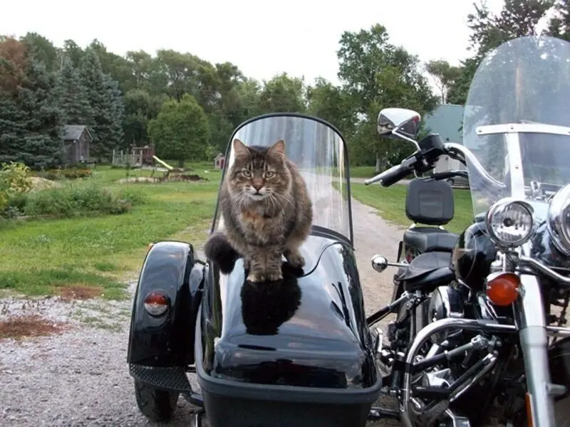 Condolence image of An MAUSI + Katzenmama Tanja von Gatita&Timmy,Schnuffi+Hope