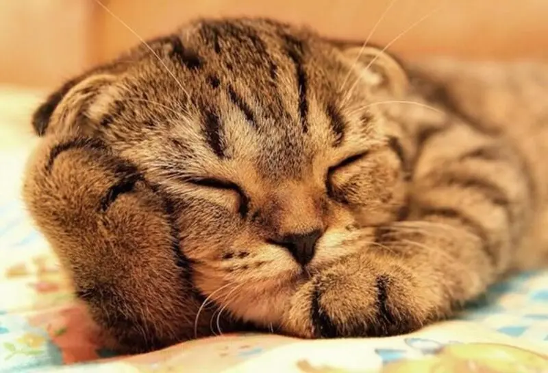 Condolence image of Post von Minki ❤