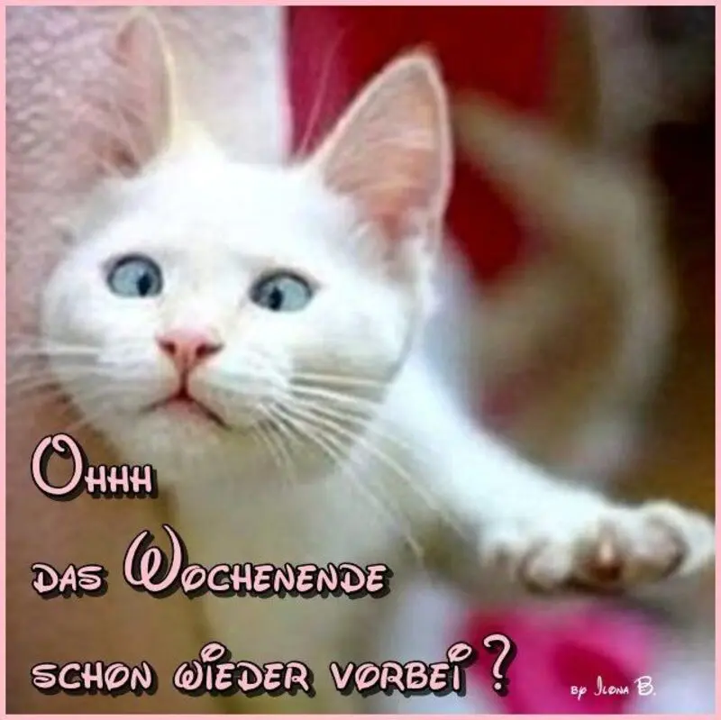 Condolence image of Patricia mit Bunny