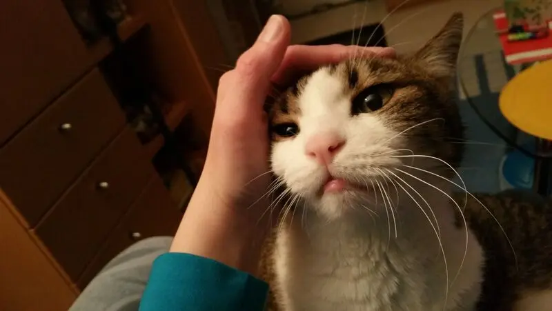 Condolence image of Von Deinem Frauchen Tanja