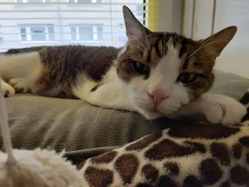 Condolence image of Von Deinem Frauchen Tanja