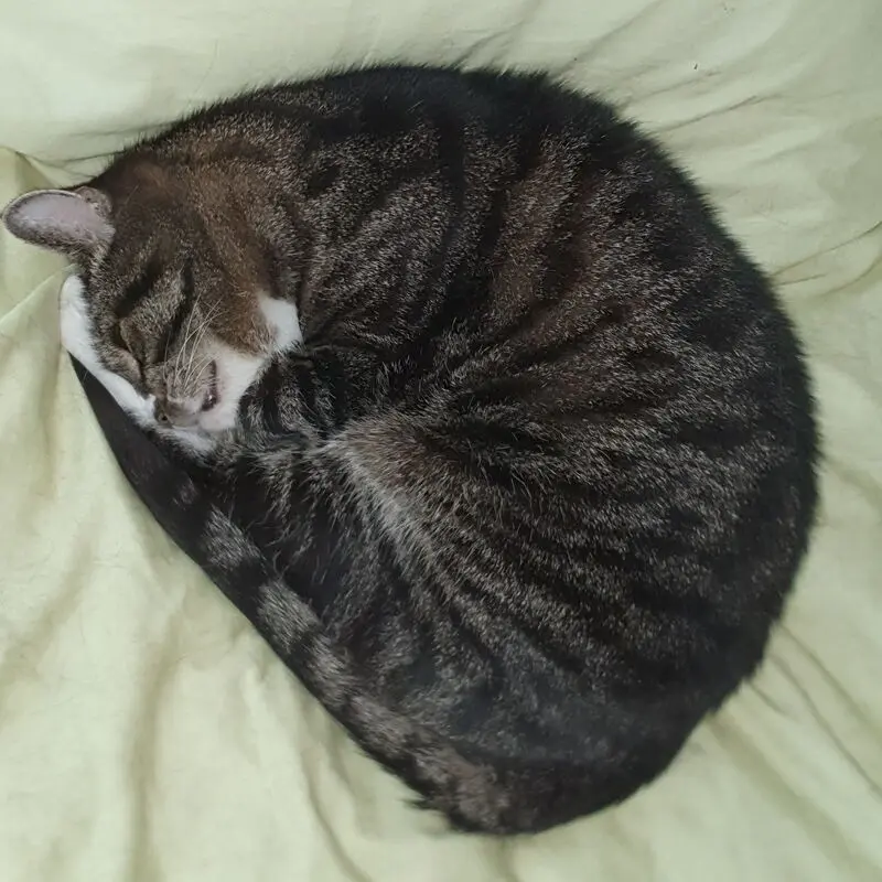 Condolence image of Hanna mit Karlchen ❤