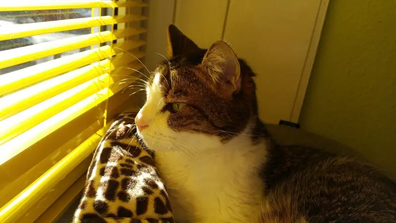 Condolence image of Von Deinem Frauchen Tanja