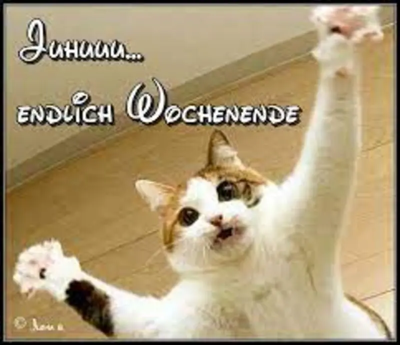 Condolence image of Jutta mit Flash ❤️