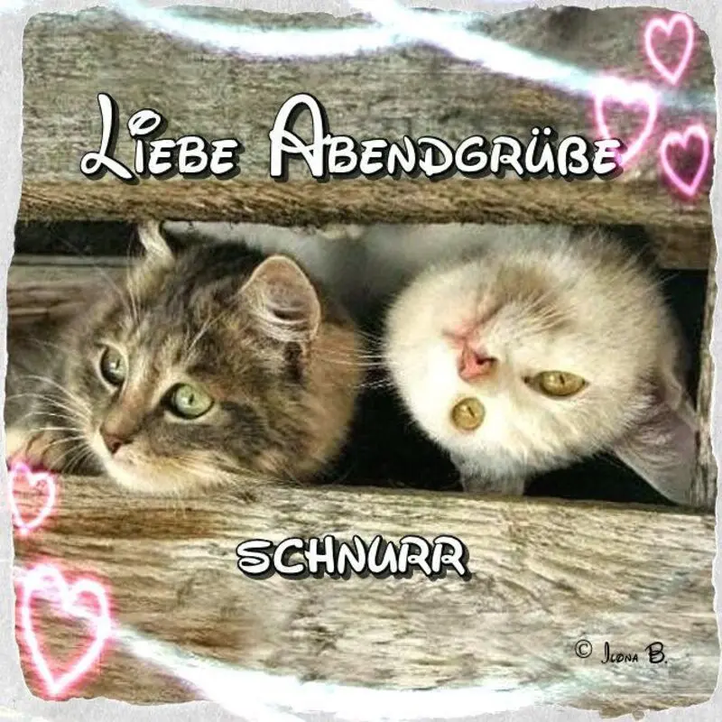 Condolence image of Für Timmy und Mama Tanja♥️