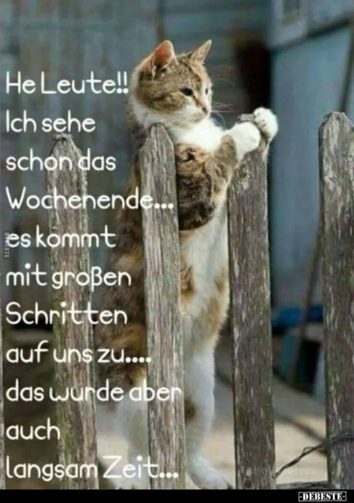 Condolence image of Für das Sternchen Timmy und Mama Tanja ♥️