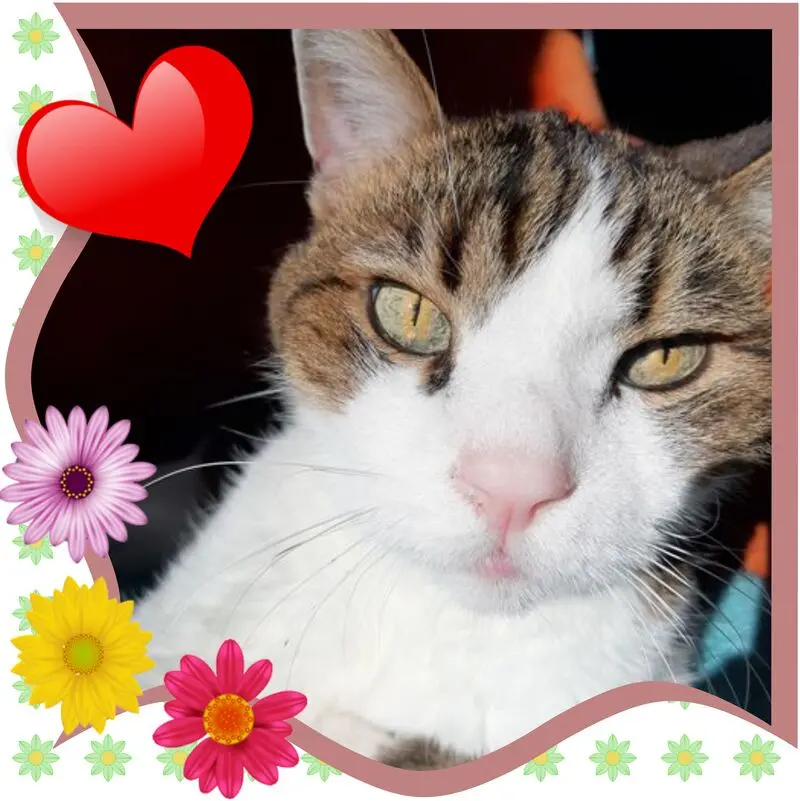 Condolence image of ❤Eike und Edeltraud mit unseren sieben Sternchen tief im Herzen ❤ 