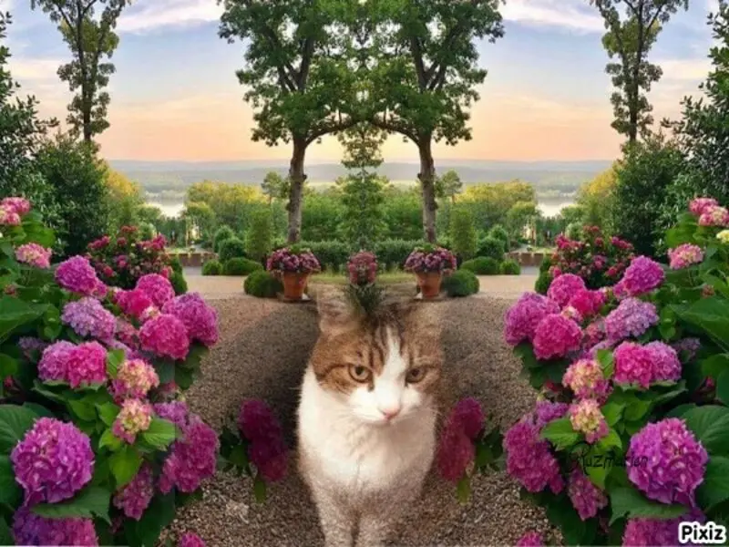 Condolence image of Sternchenpost ⭐