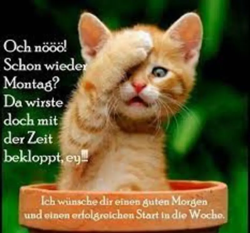 Condolence image of Jutta mit Flash ❤️