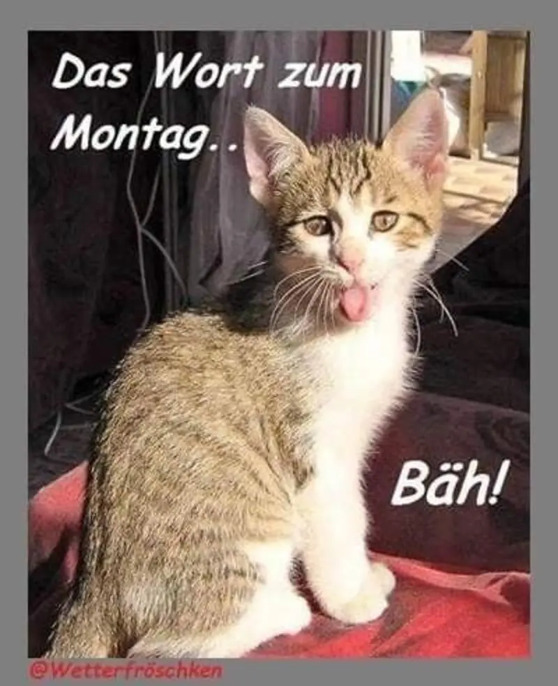 Condolence image of Patricia mit Bunny 