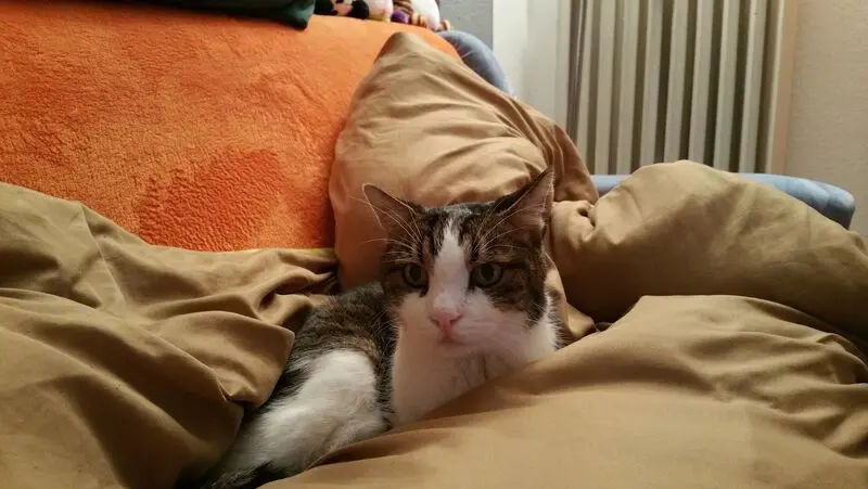 Condolence image of Von Deinem Frauchen Tanja