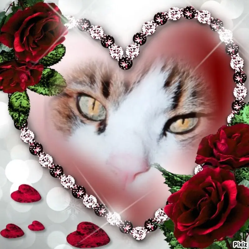 Condolence image of Für Liebling Timmy ♥️