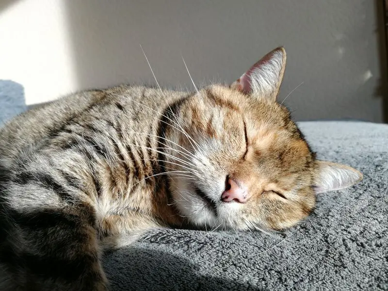 Condolence image of Daniela mit Pauline im ♥️ (+27.05.2021)