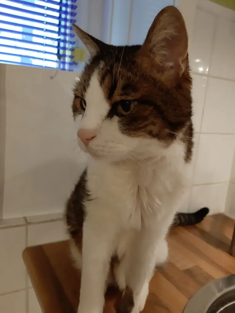 Condolence image of Von Deinem Frauchen Tanja