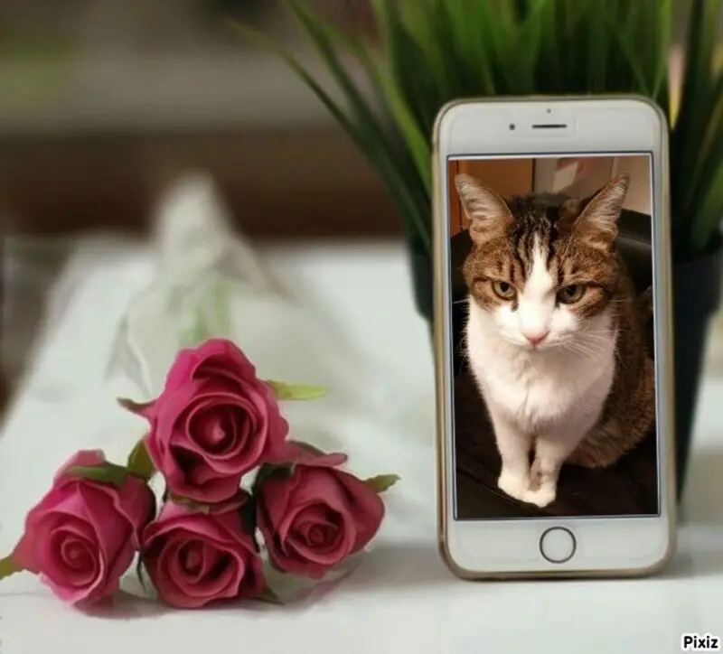 Condolence image of Patricia mit Bunny 