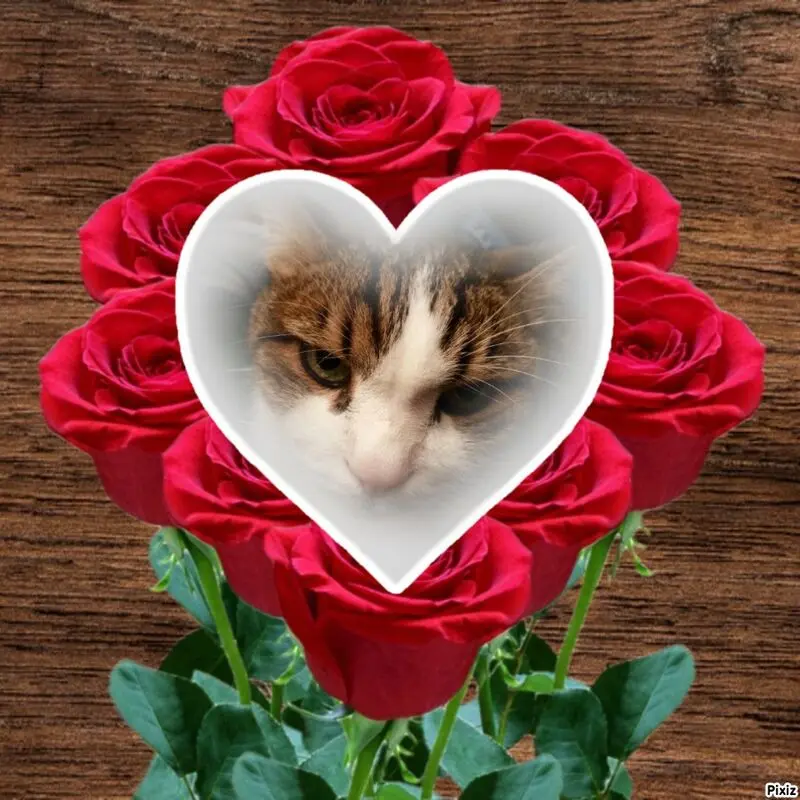 Condolence image of Von Deinem Frauchen Tanja