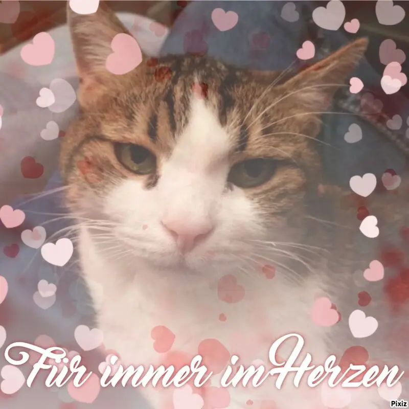 Condolence image of Sternchenpost ⭐