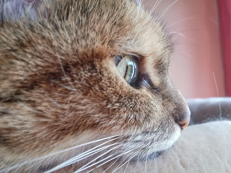 Condolence image of Daniela mit Pauline im ♥️ (+27.05.2021)