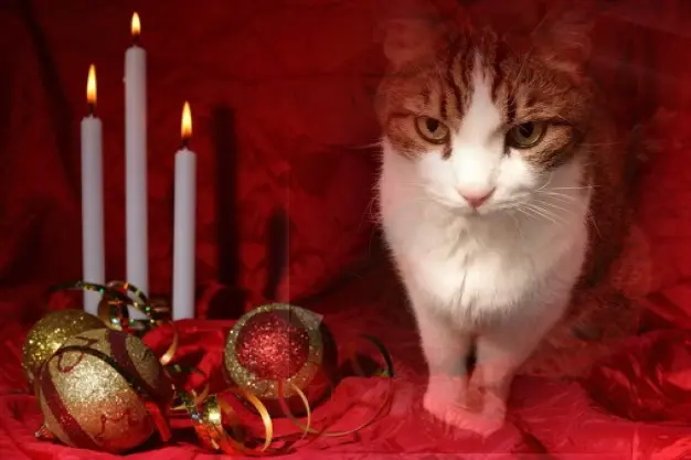 Condolence image of Patricia mit Bunny