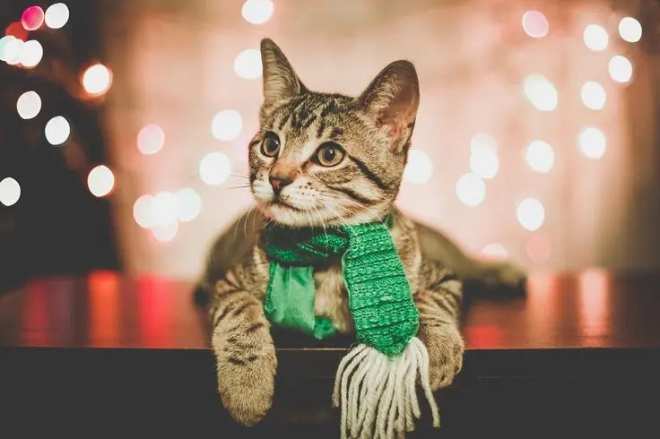 Condolence image of Post von Timmy ❤