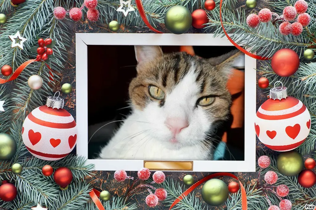 Condolence image of Von Deinem Frauchen Tanja