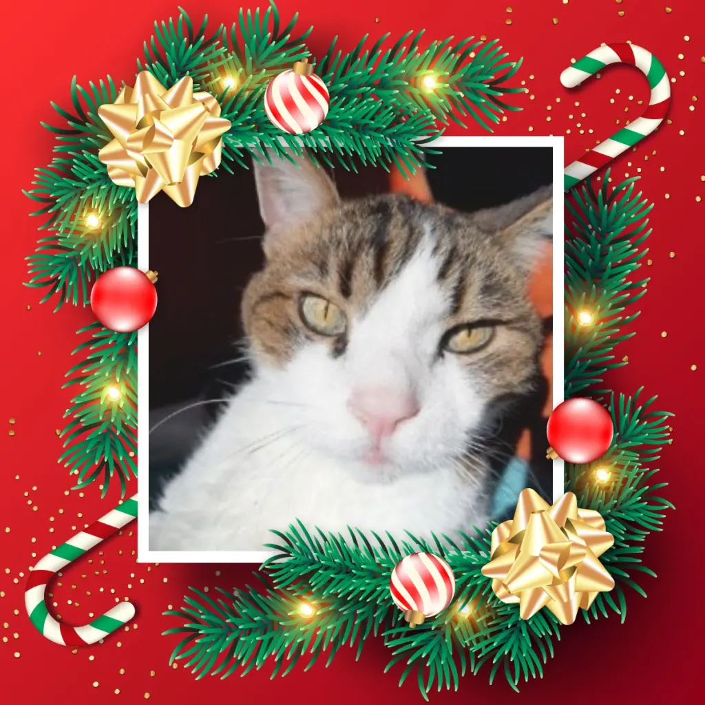 Condolence image of Post von Timmy ❤