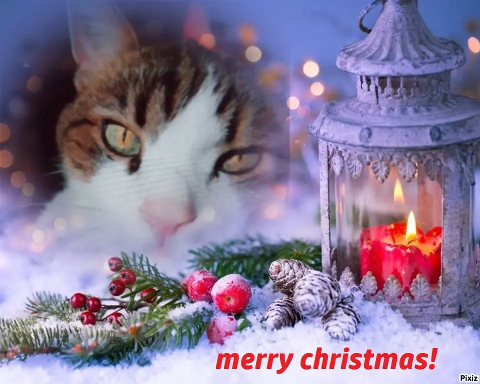 Condolence image of Für das Sternchen Timmy ♥️