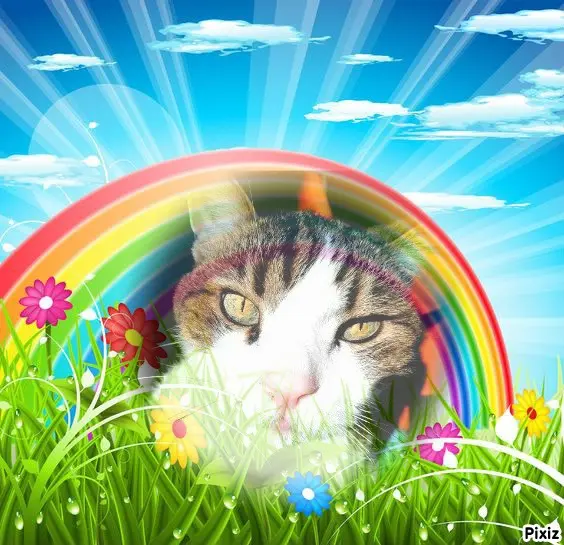 Condolence image of Von Deinem Frauchen Tanja