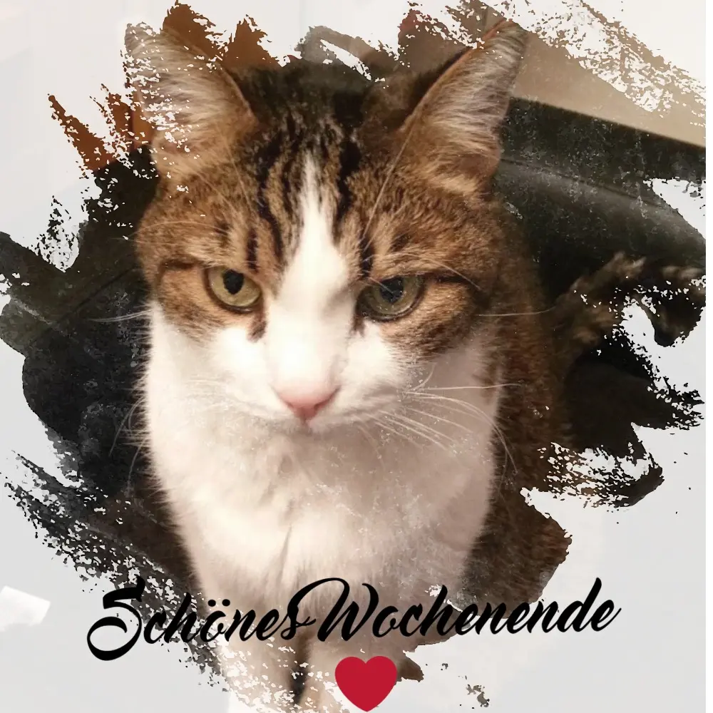 Condolence image of Patricia mit Bunny