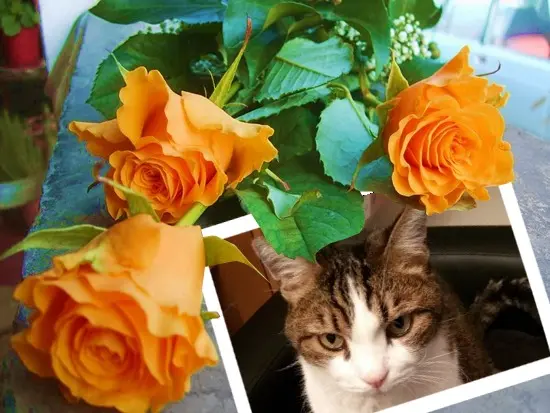 Condolence image of Patricia mit Bunny 