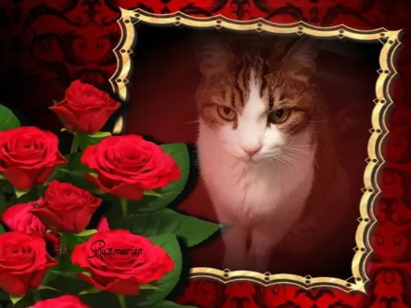 Condolence image of Patricia mit Bunny 