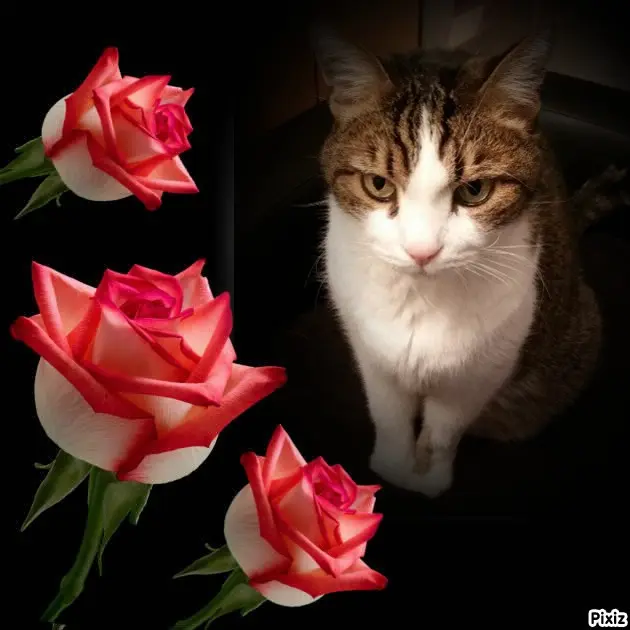 Condolence image of Patricia mit Bunny