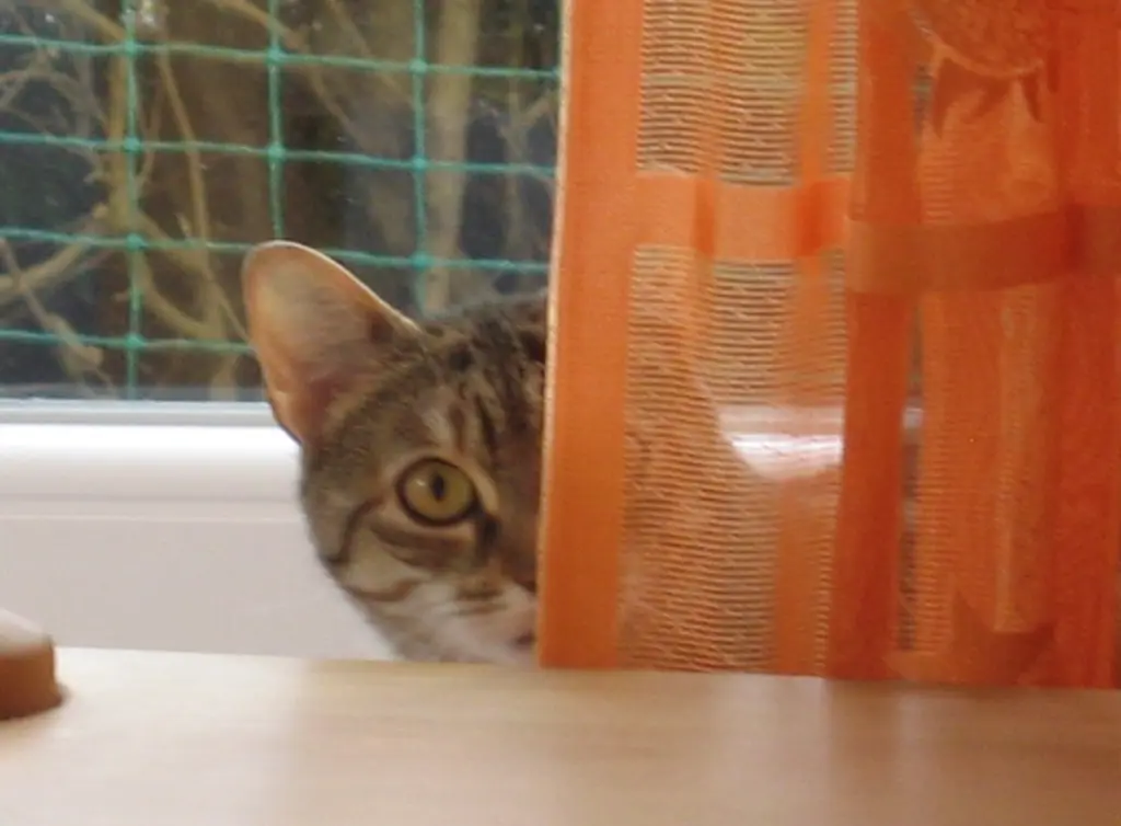 Condolence image of Elisabeth mit Marple im ♥