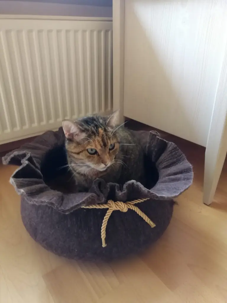 Condolence image of Pauline für meinen Sternenfreund Timmy ❤️