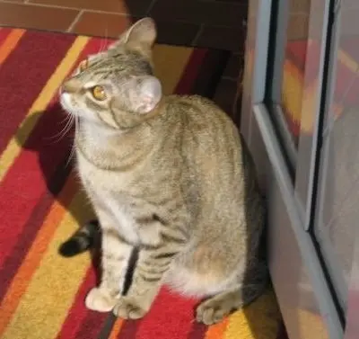 Condolence image of Elisabeth mit Marple im Herzen