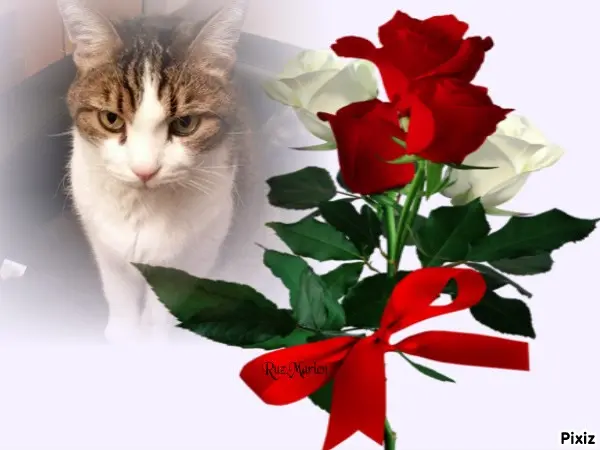 Condolence image of Patricia mit Bunny