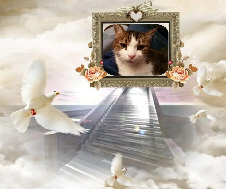 Condolence image of Patricia mit Bunny 