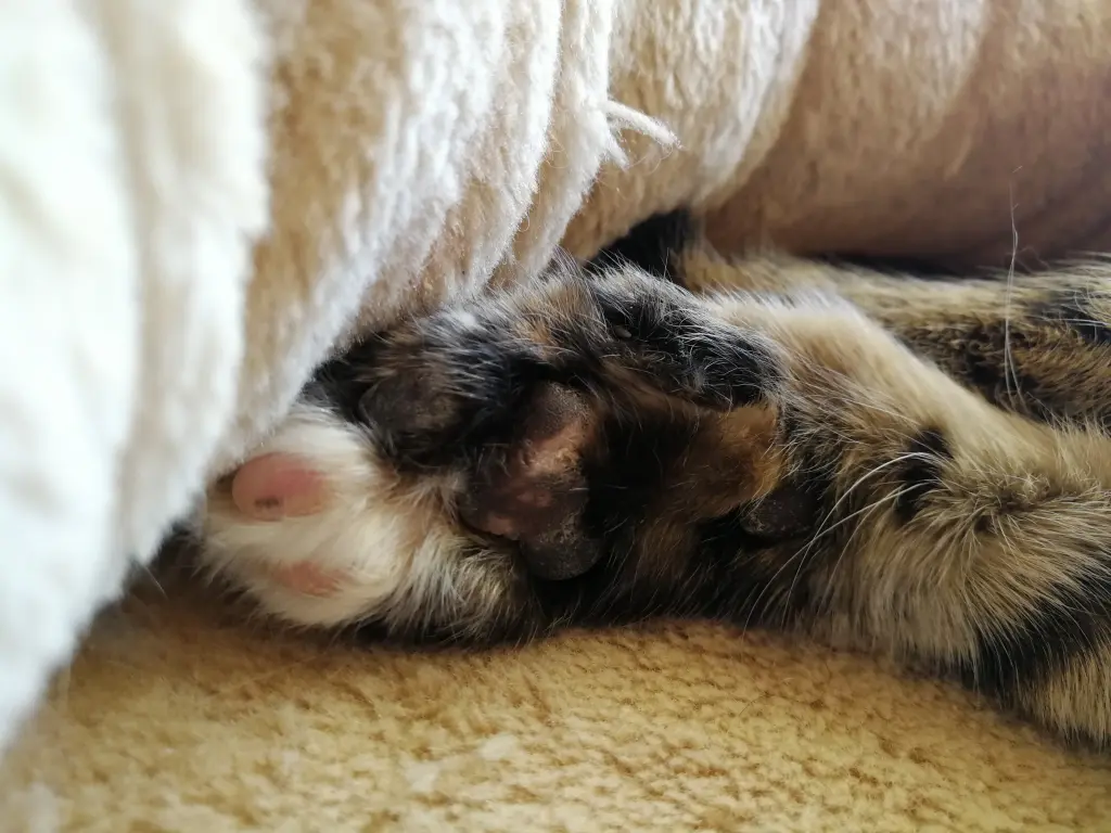 Condolence image of Daniela mit Pauline im ♥️ (+27.05.2021)