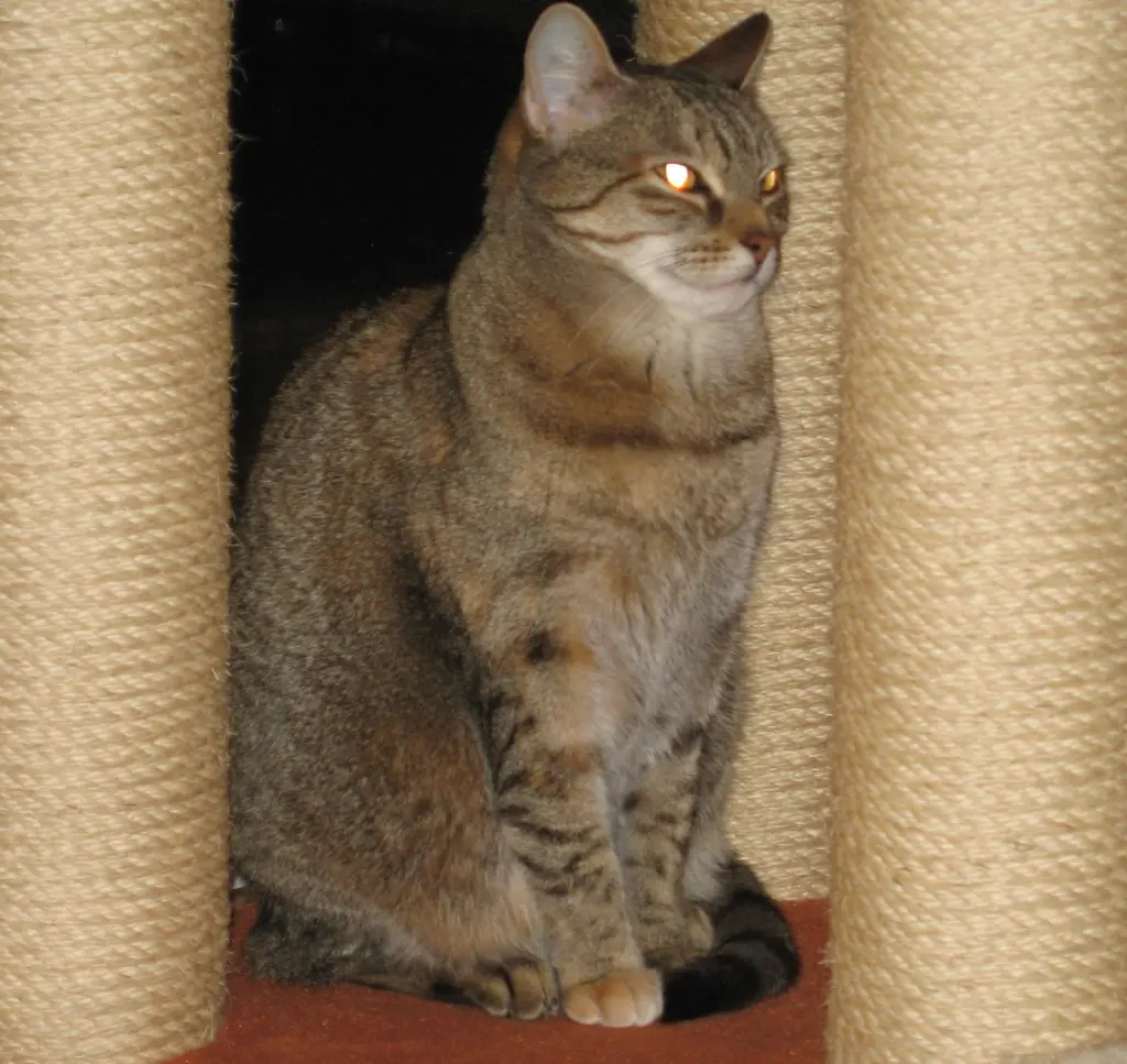 Condolence image of Elisabeth mit Marple im ♥