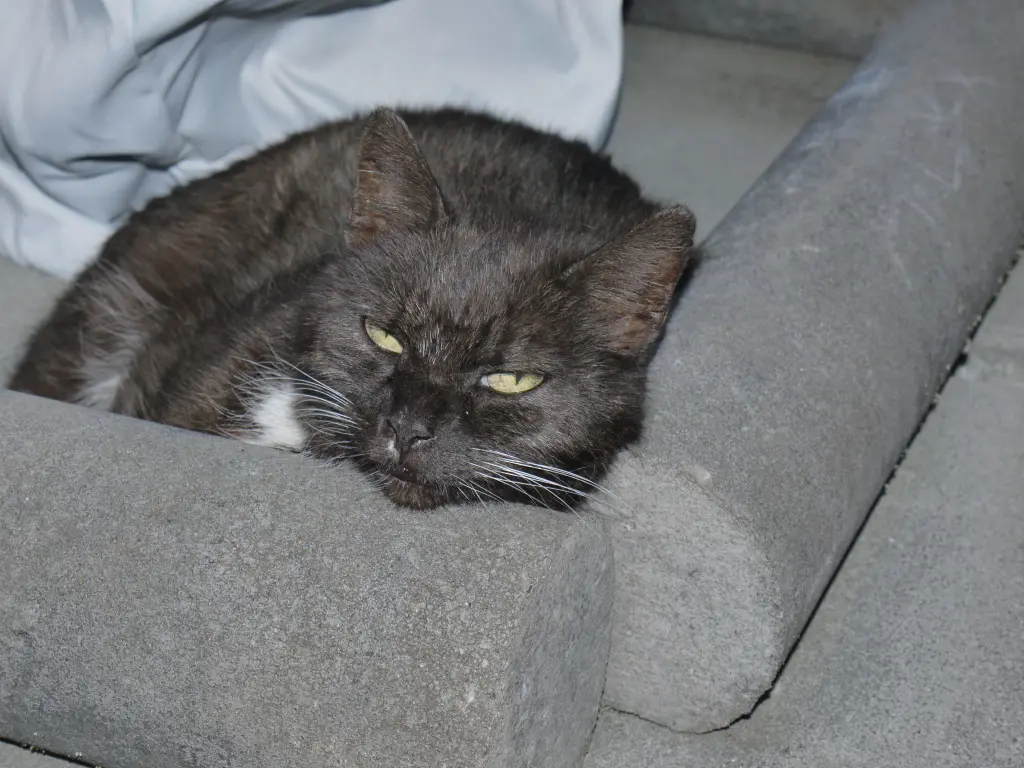 Condolence image of Anja mit Purzeline im Herzen