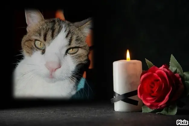 Condolence image of Von Deinem Frauchen Tanja