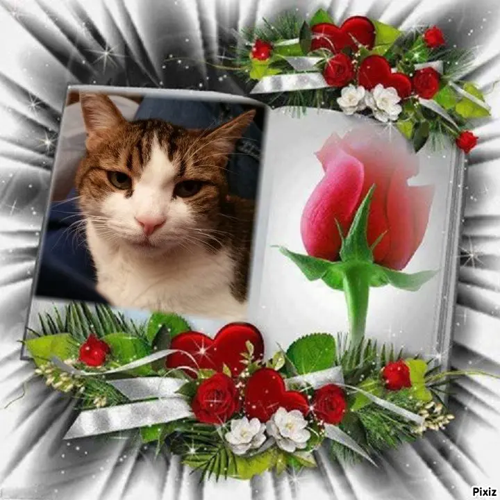 Condolence image of Patricia mit Bunny ❤️