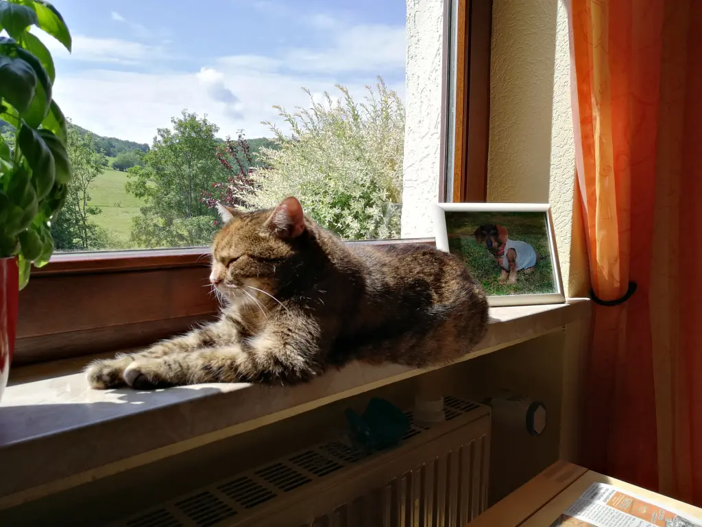 Condolence image of Pauline und Marple für Sternenprinz Timmy ♥️